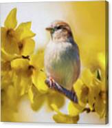 Spring Sparrow Canvas Print