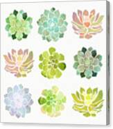 Spring Succulents Canvas Print