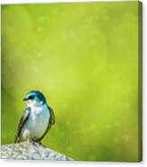 Spring Swallow Canvas Print