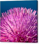 Spring Thistle In Bloom Canvas Print