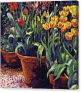 Spring Tulip Pots Canvas Print