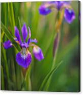 Springs Irises Beauty Canvas Print