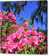 Springtime Azaleas Canvas Print