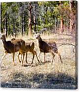 Springtime Mule Deer In The Pike National Forest Canvas Print
