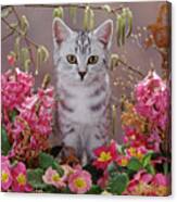 Springtime Silver Canvas Print