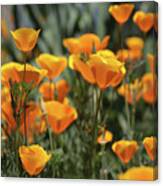 Springtime  Super Bloom In California Canvas Print