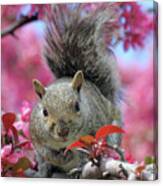 Squirrel In Apple Blossoms Canvas Print