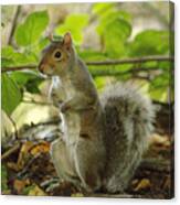 Squirrel In Early Autumn Canvas Print