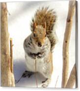 Squirrel In Snow Canvas Print