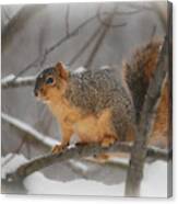 Squirrel  In The Maple Tree 3 Canvas Print
