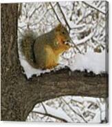 Squirrel In The Snow Canvas Print
