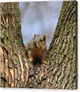 Squirrel In Tree Fork Canvas Print