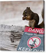 Squirrel Laughs At Danger Canvas Print