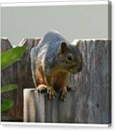 Squirrel On Post Canvas Print