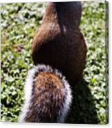 Squirrel S Back Canvas Print