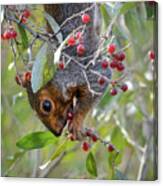 Squirrels Like Berries Too Canvas Print
