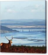 Stag Overlooking The Beauly Firth And Inverness Canvas Print