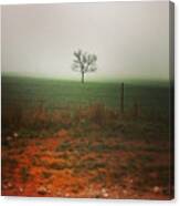 Standing Alone, A Lone Tree In The Fog. Canvas Print