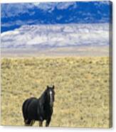 Standing Horse Canvas Print