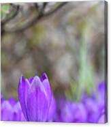 Standing Out From The Crowd Canvas Print