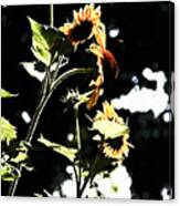 Standing Sunflower Canvas Print