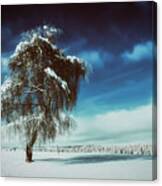 Standing Tall In Winter Canvas Print