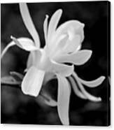 Star Magnolia Flower Black And White Canvas Print