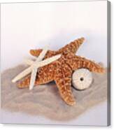 Starfish Still Life Canvas Print