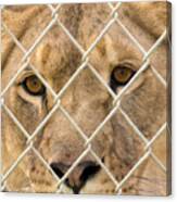Staring Lioness Canvas Print