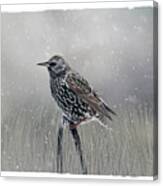 Starling In Winter Canvas Print