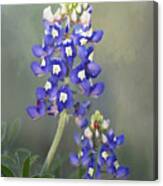 State Flower Of Texas Canvas Print
