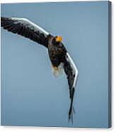 Stellar Sea Eagle Banks In For A Landing Canvas Print