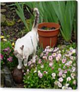 Stop To Smell Flowers Canvas Print