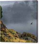 Stormy Flight Canvas Print