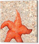 Stranded Starfish Canvas Print