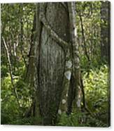 Strangler Fig And Cypress Tree, Florida Canvas Print