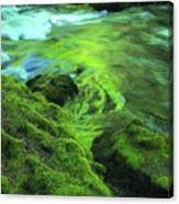 Stream Above Whitehorse Falls Canvas Print