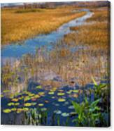 Stream Through The Everglades Canvas Print