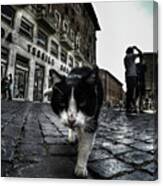 Street Cat Canvas Print