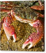 Striped Shore Crab By Michael Shane Canvas Print