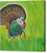 Strutting Turkey In The Grass Canvas Print