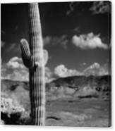 Suaro Cactus Tonto Monument Arizona Canvas Print