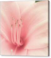 Subtle And Pink Canvas Print