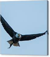 Successful Bald Eagle Canvas Print