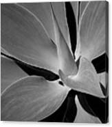 Succulent In Black And White Canvas Print