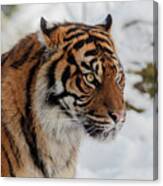 Sumatran Tiger In The Snow Canvas Print