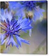 Summer Blues Canvas Print