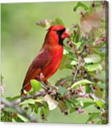 Summer Cardinal Canvas Print