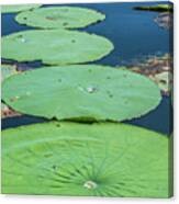 Summer Lily Pads Canvas Print