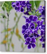 Summer Purple Bloom Canvas Print
